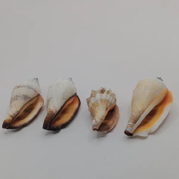 Seashell Decor - Picture 3 of 5